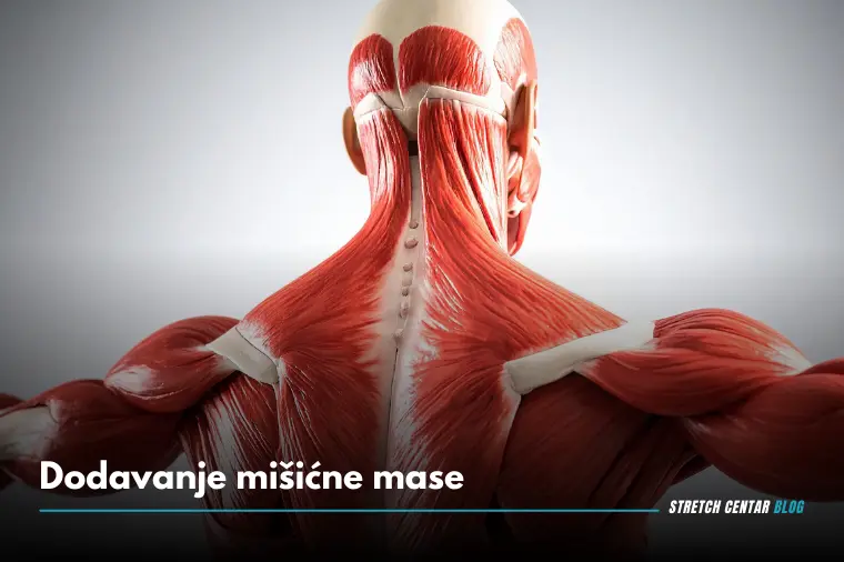 Dodavanje mišićne mase